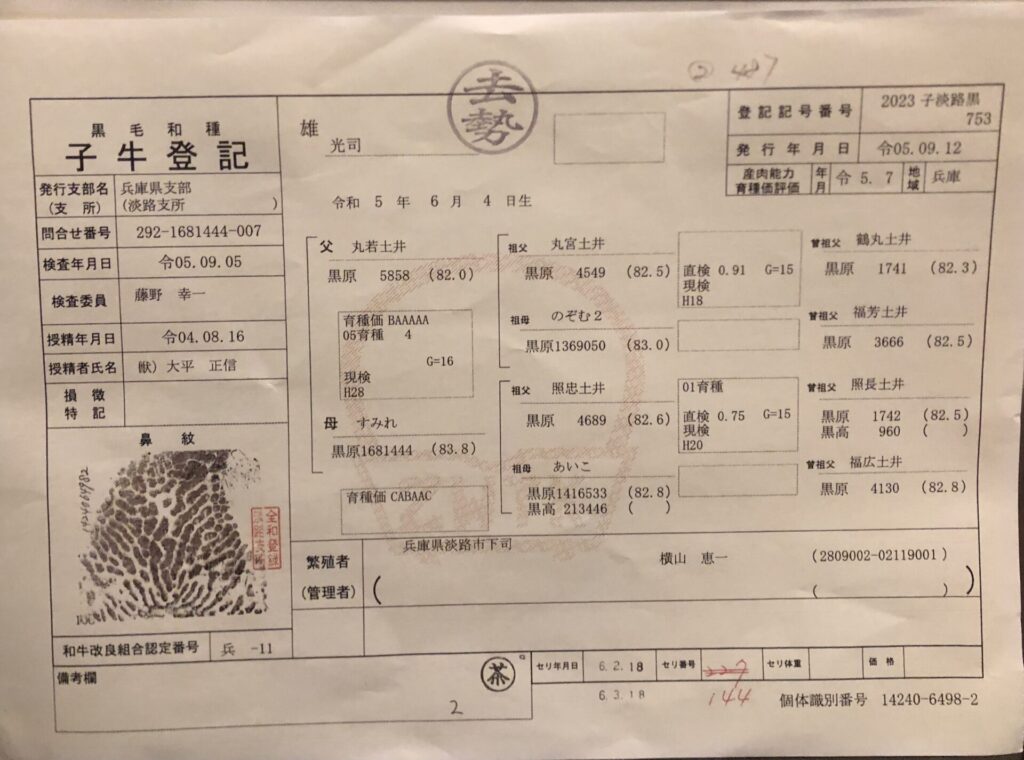 神戸牛（但馬牛）の子牛登記。父・丸若土井、祖父・丸宮土井、曽祖父・鶴丸土井と続く名門「土井」系の120年の系譜。